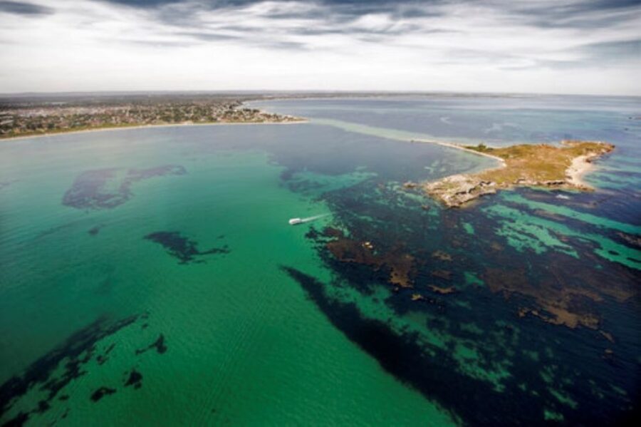 Rockingham: Shoalwater Islands Tour and Penguin Island - Penguin Island: Land of Penguins and Birds