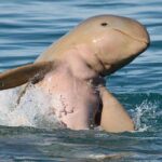 Roebuck Bay Sunset & Snubfin Dolphin Cruise - Who Would Love This Tour?