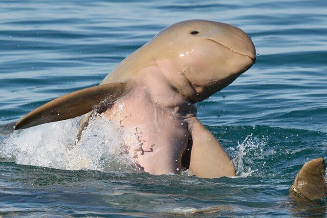 Roebuck Bay Sunset & Snubfin Dolphin Cruise - Who Would Love This Tour?