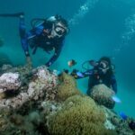 Romantic dive in the lagoon of Bora Bora. Private instructor on a shared boat - The Experience in Detail