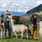 Rotorua: Authentic Kiwi Farm Experience at the Agrodome - Authenticity and Value