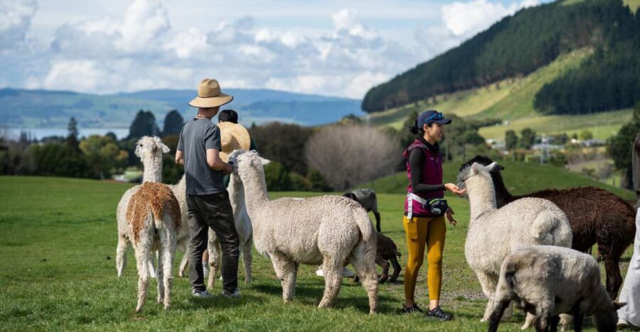 Rotorua: Authentic Kiwi Farm Experience at the Agrodome - Authenticity and Value