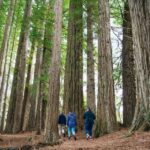 Rotorua: Explore The Lakes Half-Day Morning Tour - Detailed Breakdown of the Experience