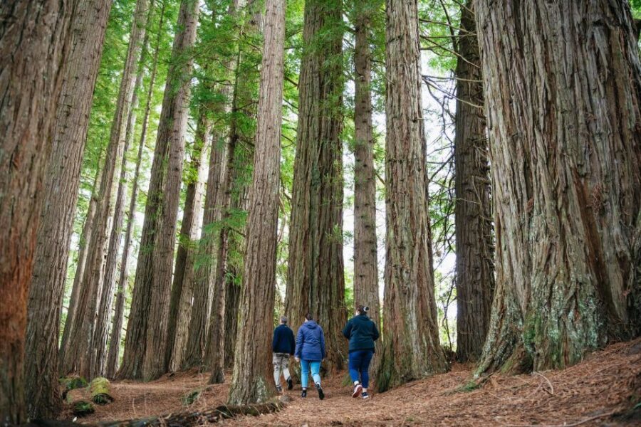 Rotorua: Explore The Lakes Half-Day Morning Tour - Detailed Breakdown of the Experience