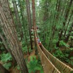 Rotorua: Redwoods Altitude High Ropes Adventure - Who Is This Tour For?