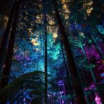 Rotorua: Redwoods Altitude, Nighttime Fast Pass, & Treewalk - Practical Tips for Your Visit