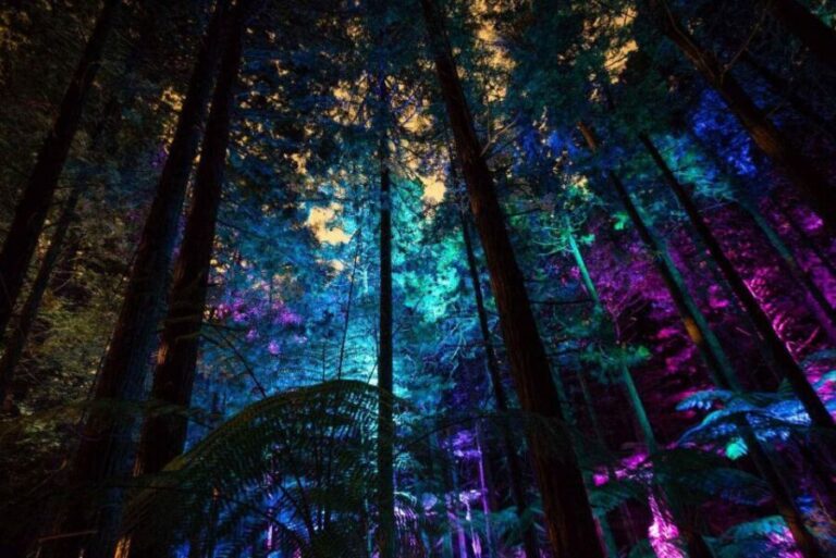 Rotorua: Redwoods Altitude, Nighttime Fast Pass, & Treewalk - Practical Tips for Your Visit