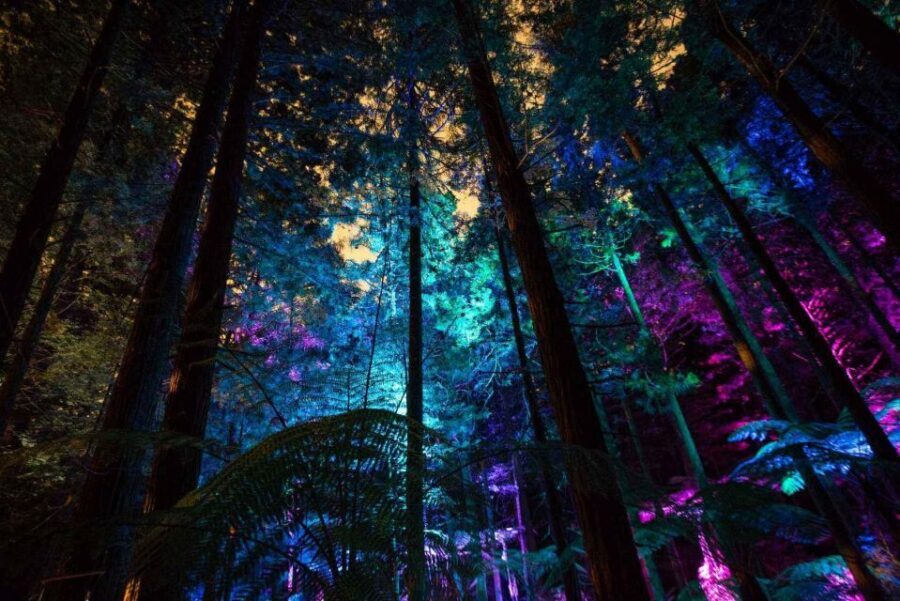 Rotorua: Redwoods Altitude, Nighttime Fast Pass, & Treewalk - Practical Tips for Your Visit