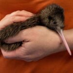 Rotorua: The National Kiwi Hatchery Kiwi Encounter Tour - About the Tour: What to Expect