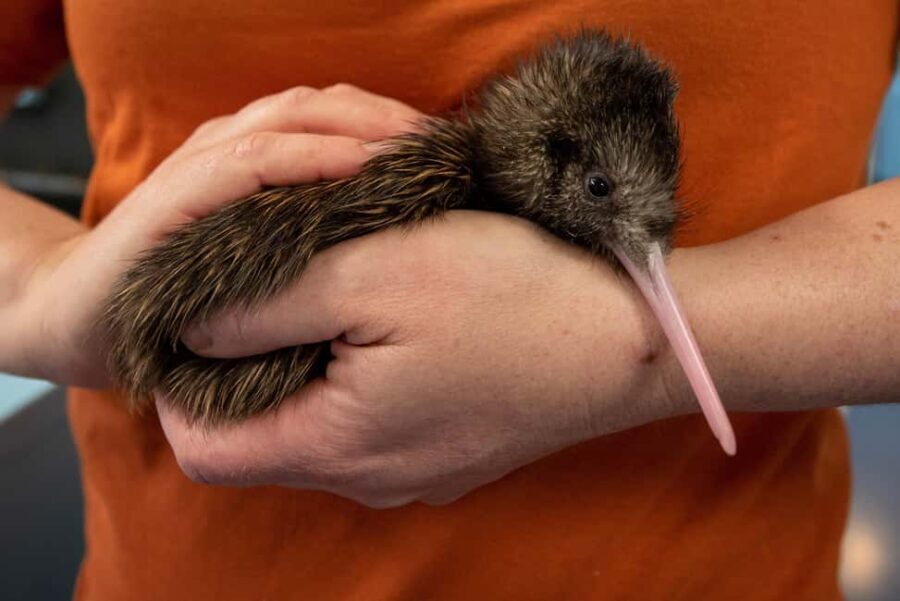 Rotorua: The National Kiwi Hatchery Kiwi Encounter Tour - About the Tour: What to Expect