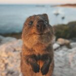 Rottnest Island Round-Trip Ferry from Perth - The Practicalities and Value