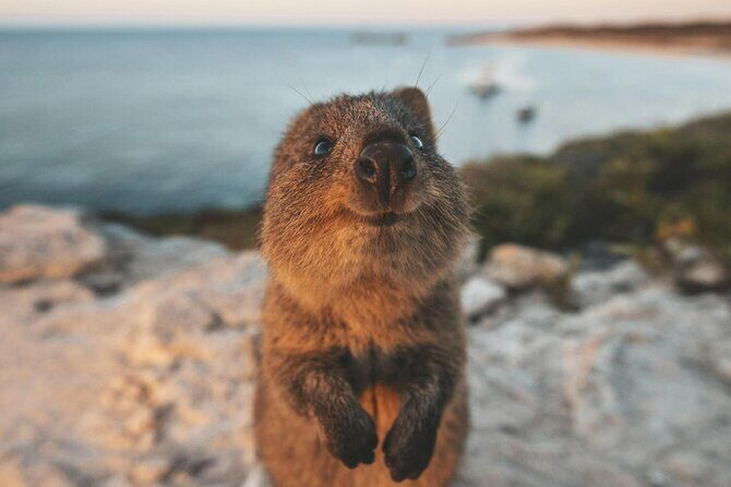 Rottnest Island Round-Trip Ferry from Perth - The Practicalities and Value
