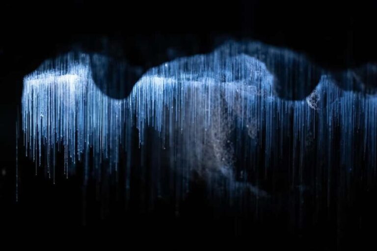 RUAKURI CAVES & HAMILTON GARDENS - Day Tour from Auckland - Who Is This Tour Best For?