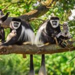 Rwanda: 3-Day Chimpanzee Trekking, Canopy, and Lake Kivu - Who Is This Tour Best For?