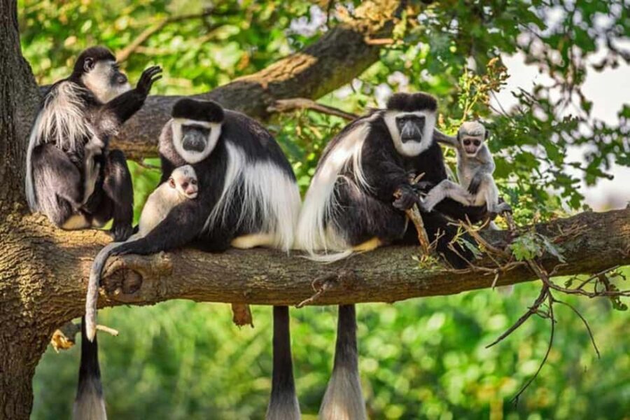 Rwanda: 3-Day Chimpanzee Trekking, Canopy, and Lake Kivu - Who Is This Tour Best For?