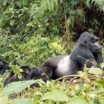 Rwanda: 3-Day Gorilla and Golden Monkey Trekking Tour - Practical Tips for Your Trip