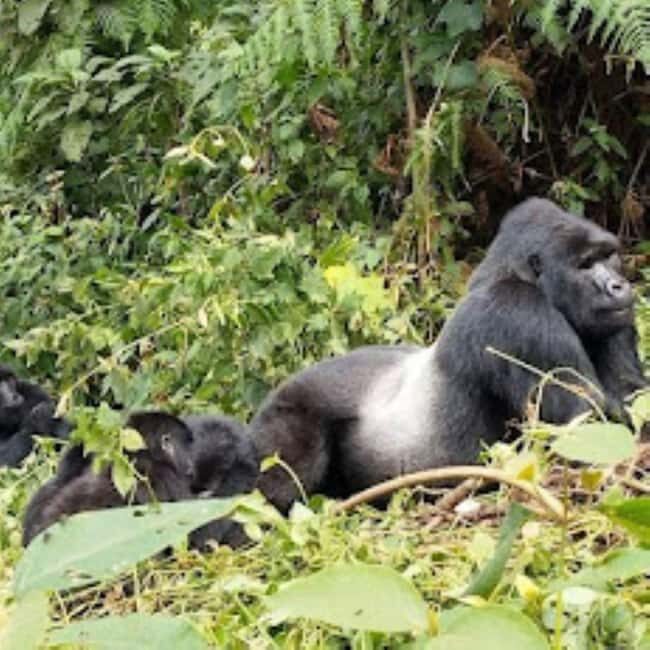 Rwanda: 3-Day Gorilla and Golden Monkey Trekking Tour - Practical Tips for Your Trip