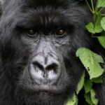 Rwanda: 3-Day Volcanoes National Park Adventure Package - Practical Details & Tips