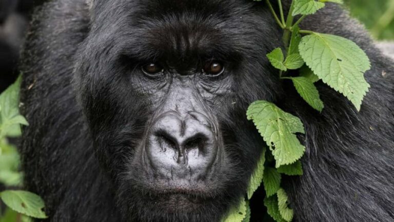 Rwanda: 3-Day Volcanoes National Park Adventure Package - Practical Details & Tips
