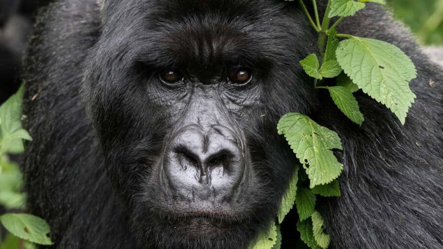 Rwanda: 3-Day Volcanoes National Park Adventure Package - Practical Details & Tips