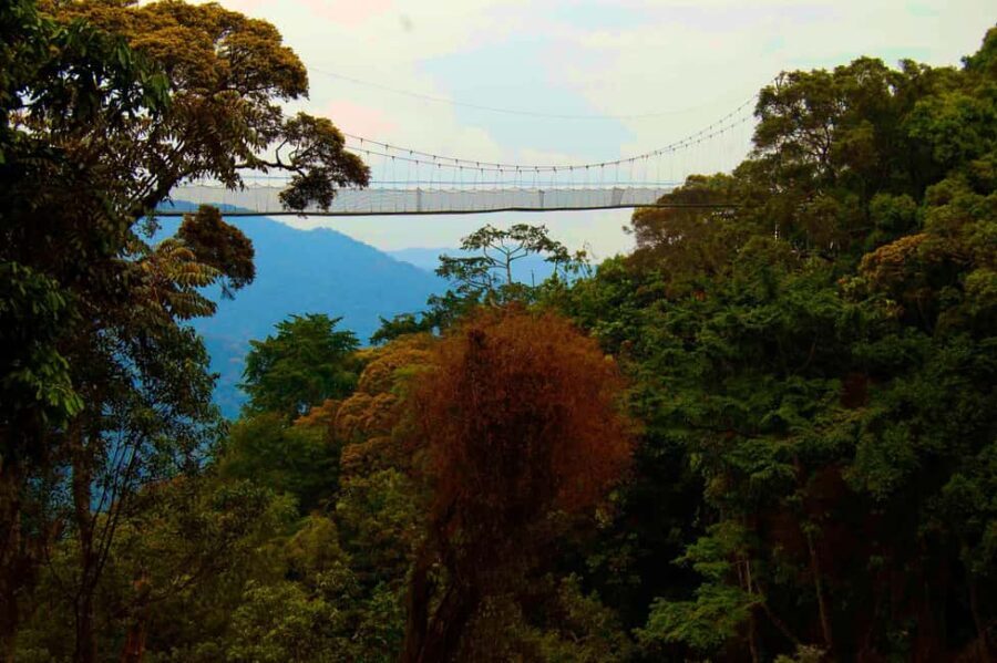 Rwanda: 4-Day Gorilla and Chimpanzee Trekking Tour - What Makes This Tour Stand Out?