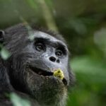 Rwanda: 8-Day Adventure and Primates Tour with Luxury Stay - What Makes This Tour Stand Out?