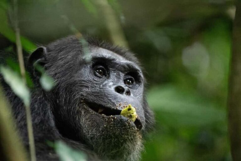Rwanda: 8-Day Adventure and Primates Tour with Luxury Stay - What Makes This Tour Stand Out?
