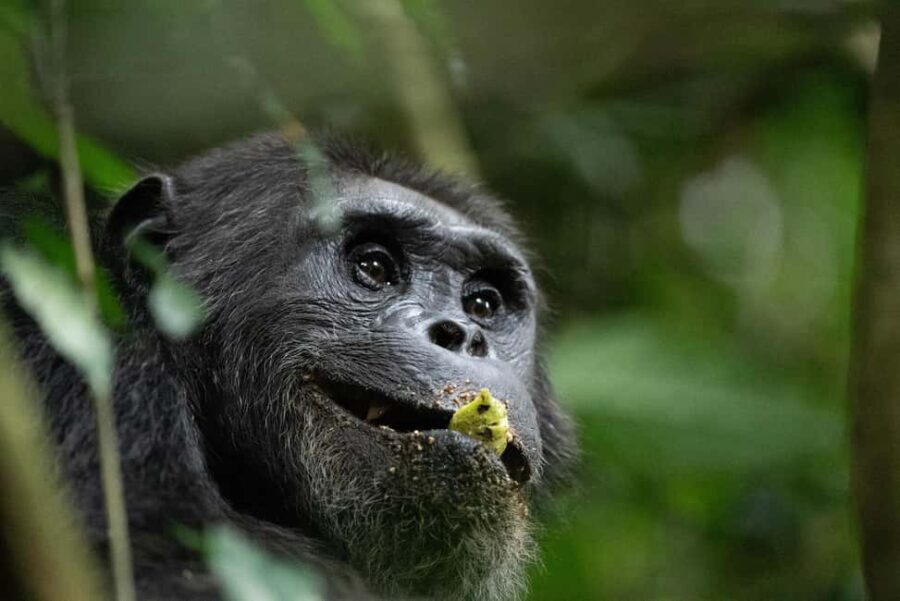 Rwanda: 8-Day Adventure and Primates Tour with Luxury Stay - What Makes This Tour Stand Out?