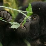 Rwanda: 8-Day Guided Tour with Gorilla Trekking - What Makes This Tour Valuable?