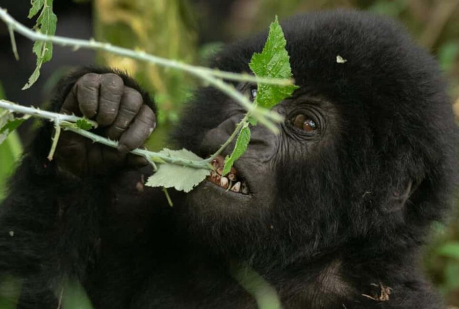 Rwanda: 8-Day Guided Tour with Gorilla Trekking - What Makes This Tour Valuable?
