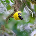 Rwanda: Birdwatching Tours with remarkable landscapes view - The Sum Up