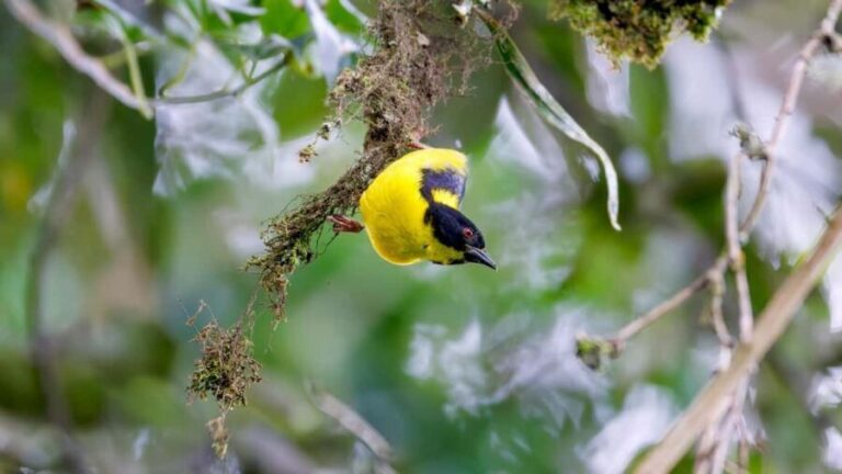 Rwanda: Birdwatching Tours with remarkable landscapes view - The Sum Up