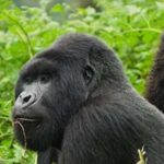 Rwanda: Gorilla Trekking in Volcanoes National Park. - What’s Included and What’s Not
