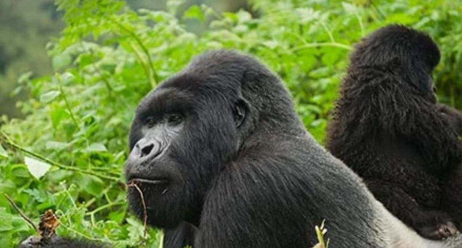 Rwanda: Gorilla Trekking in Volcanoes National Park. - What’s Included and What’s Not