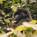 Rwanda Gorilla Trekking SAfaris - What to Expect on the Trek
