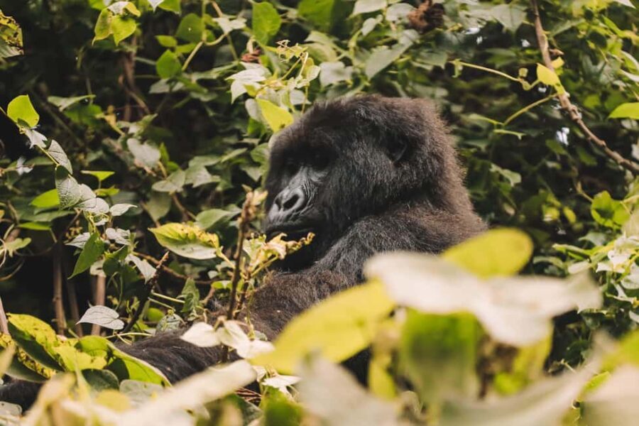 Rwanda Gorilla Trekking SAfaris - What to Expect on the Trek