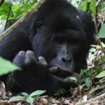 Rwanda: Luxury Gorilla Safari - Practical Details & Value