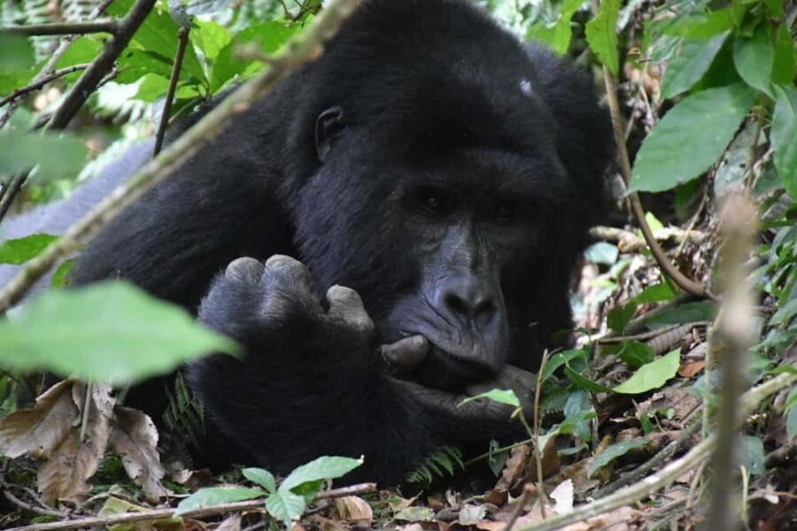 Rwanda: Luxury Gorilla Safari - Practical Details & Value