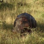 Saadani National Park: 2-Day Safari Adventure - Lodging and Comfort