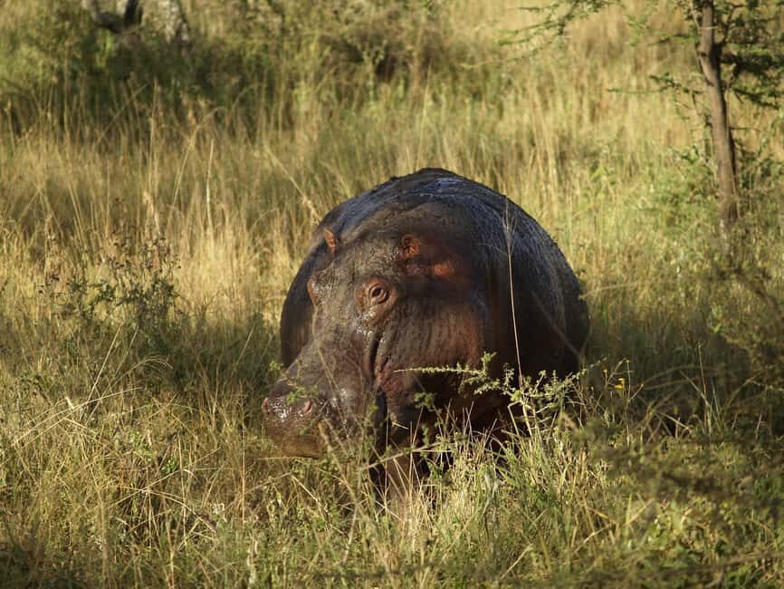 Saadani National Park: 2-Day Safari Adventure - Lodging and Comfort