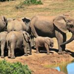 Sabi Sands Reserve Safari from Maputo 3 Days/2 Nights - What Makes This Tour Special?