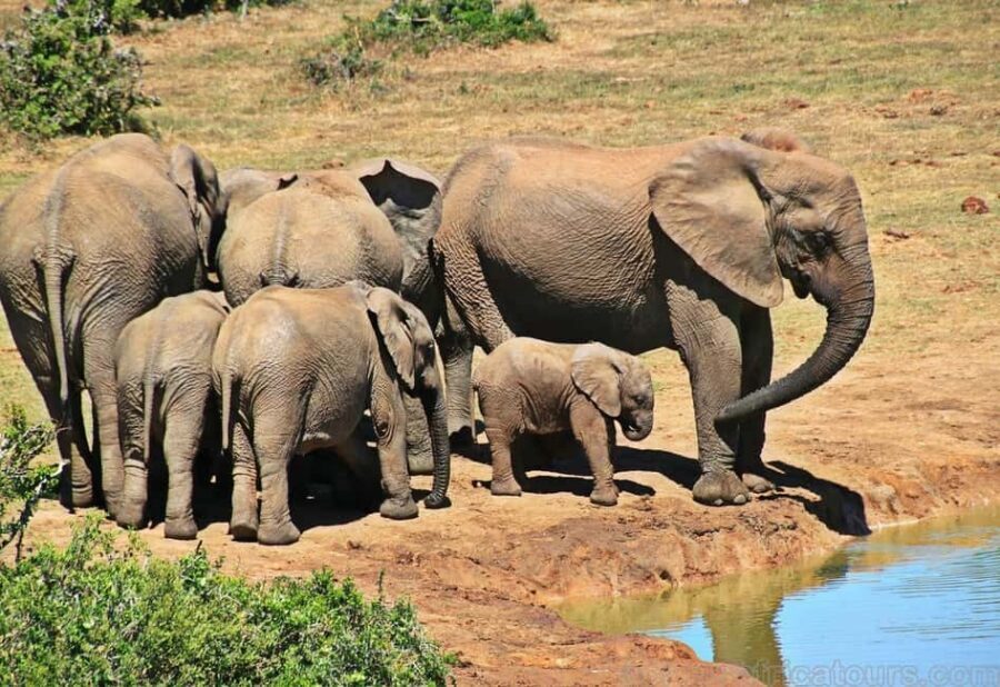 Sabi Sands Reserve Safari from Maputo 3 Days/2 Nights - What Makes This Tour Special?