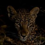 Sabie Game Reserve: Sunset Safari with Sundowners - The Itinerary: What to Expect from Start to Finish
