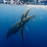 Sacred Experience Swimming with a Whale in Moorea - Price and Value Analysis