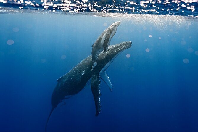 Sacred Experience Swimming with a Whale in Moorea - Price and Value Analysis