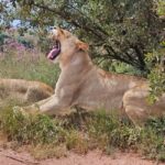 Safari and Lion Park / Cradle of Humankind Fosssil Caves - The Day in Detail: From Safari to Ancient Fossils