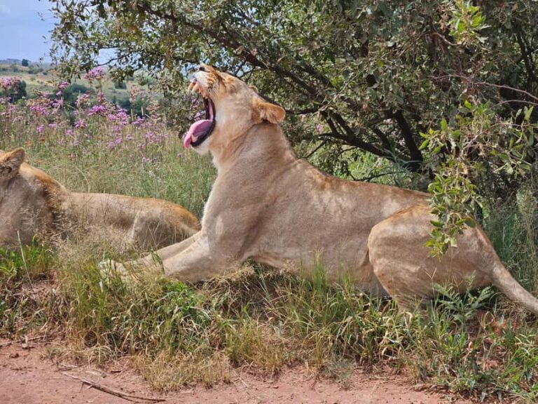 Safari and Lion Park / Cradle of Humankind Fosssil Caves - The Day in Detail: From Safari to Ancient Fossils