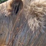 Safari at Lion and Rhino Park / Lesedi Culture Village - Cultural Experience at Lesedi Village