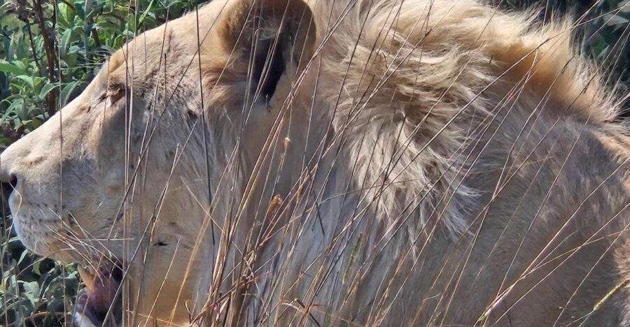 Safari at Lion and Rhino Park / Lesedi Culture Village - Cultural Experience at Lesedi Village