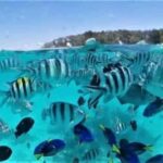 Safari blue : Day trip , snorkeling, white sand bank,seefood - An In-Depth Look at the Safari Blue Day Trip